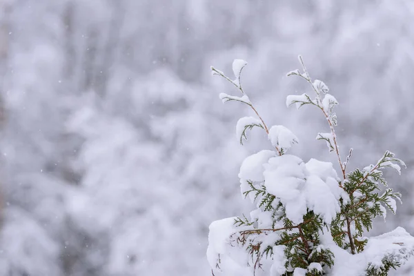 Ağacın dalı kış mevsiminde yoğun karla kaplıdır. — Stok fotoğraf