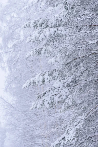 Лес засыпало сильным снегом и непогодой. — стоковое фото