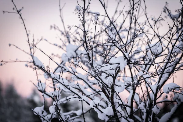 Ветка дерева покрылась обильным снегом и закатом. — стоковое фото