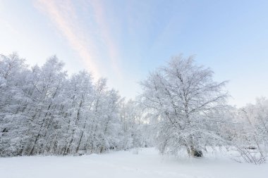 Orman ağır kar ve açık mavi gökyüzü ile kaplandı.
