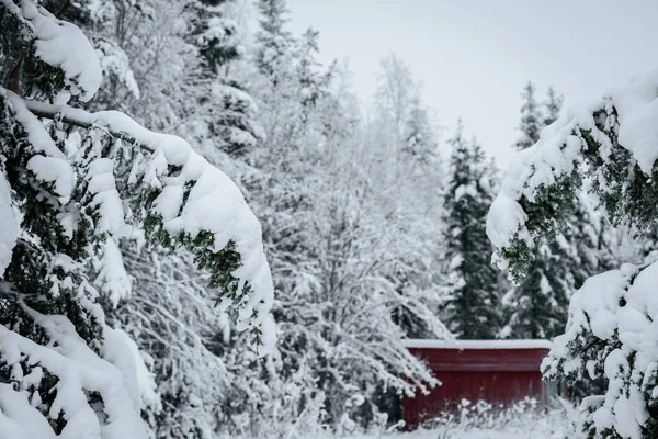 Gałąź drzewa pokryła się śniegiem w sezonie zimowym. — Zdjęcie stockowe
