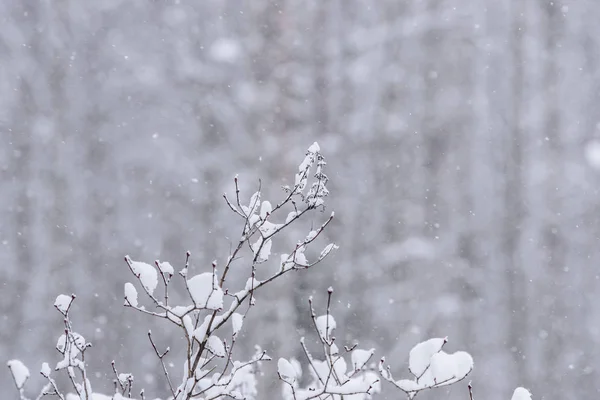 Ağacın dalları ağır kar ve kötü hava ile kaplıdır. — Stok fotoğraf