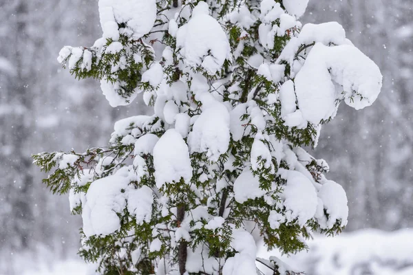 De boom is bedekt met zware sneeuw in het winterseizoen in Lapland — Stockfoto