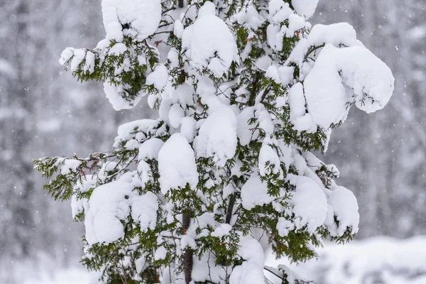 Der Baum ist in der Wintersaison in Lappland mit starkem Schnee bedeckt — Stockfoto