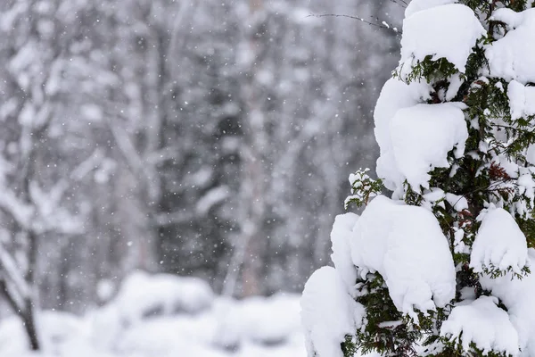 De boom is bedekt met zware sneeuw in het winterseizoen in Lapland — Stockfoto