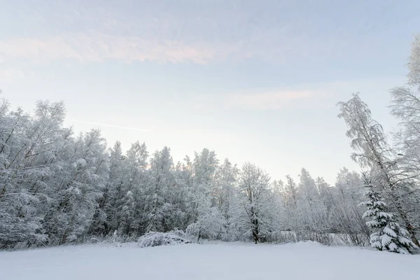 A floresta cobriu com neve pesada e céu azul claro na vitória — Fotografia de Stock