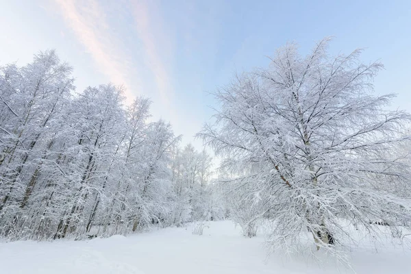 森は雪に覆われ、澄んだ青空が広がっています。 — ストック写真