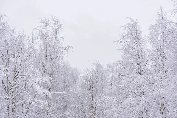 Orman ağır kar ve açık mavi gökyüzü ile kaplandı. — Stok fotoğraf