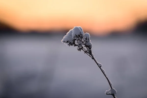 Květina je pokryta hustým sněhem a západem slunce v zimě — Stock fotografie