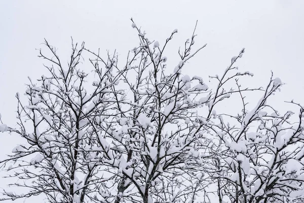 В зимний сезон дерево покрыто обильным снегом в Лапландии — стоковое фото