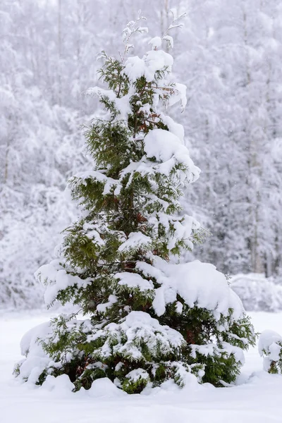 De grote boom is bedekt met zware sneeuw in het winterseizoen bij Lap — Stockfoto