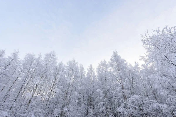 A floresta tem coberto com neve pesada na temporada de inverno em Lapla — Fotografia de Stock