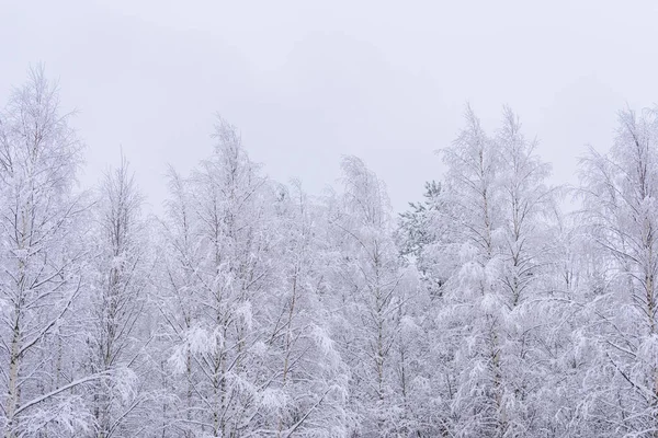 A floresta cobriu com neve pesada e céu azul claro na vitória — Fotografia de Stock