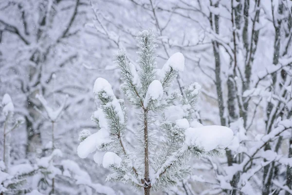 De tak van de boom is bedekt met zware sneeuw in de winter seizoen — Stockfoto