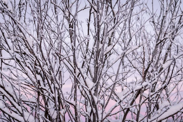 De tak van de boom is bedekt met zware sneeuw en zonsondergang tijd i — Stockfoto
