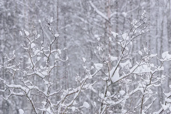 Ветка дерева покрылась сильным снегом и непогодой. — стоковое фото