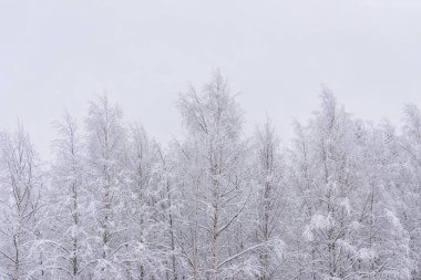 Orman ağır kar ve açık mavi gökyüzü ile kaplandı.