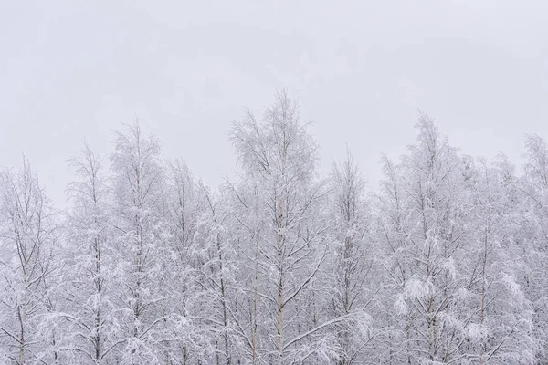 Het bos is bedekt met zware sneeuw en heldere blauwe lucht in de overwinning — Stockfoto