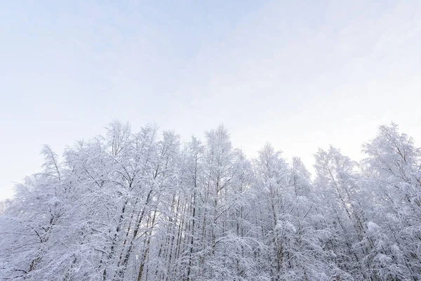 W sezonie zimowym las pokrył się śniegiem w Lapla. — Zdjęcie stockowe