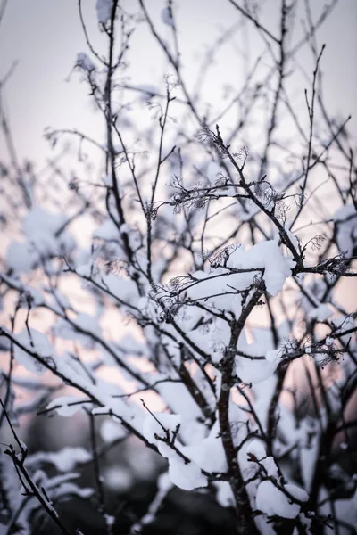 Ветка дерева покрылась обильным снегом и закатом. — стоковое фото
