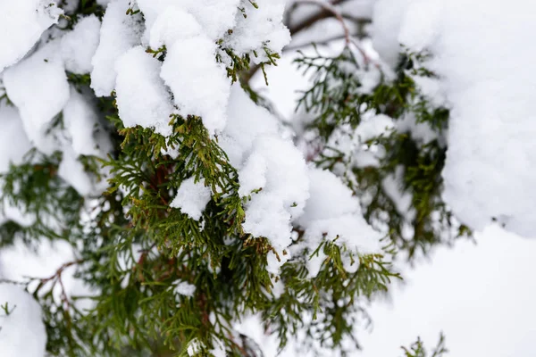 De boom is bedekt met zware sneeuw in het winterseizoen in Lapland — Stockfoto