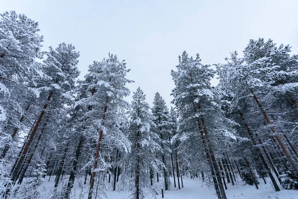 Las jest pokryty ciężkim śniegiem i złą pogodą niebo w wi — Zdjęcie stockowe