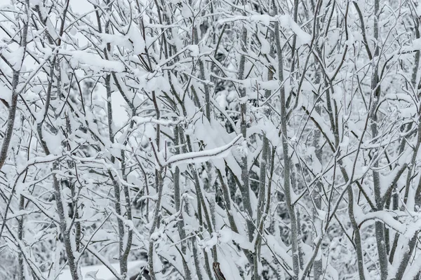 The forest has covered with heavy snow in winter season at Lapla — Stock Photo, Image