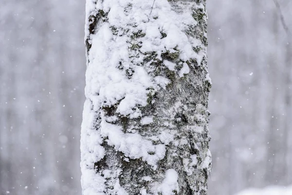 De boom is bedekt met zware sneeuw in het winterseizoen in Lapland — Stockfoto