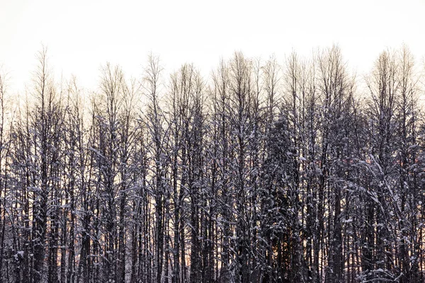 Зимой лес покрыт обильным снегом и закатом — стоковое фото