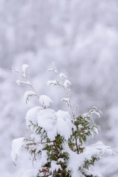 De tak van de boom is bedekt met zware sneeuw in de winter seizoen — Stockfoto