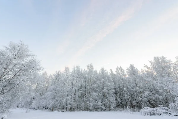 Der Wald hat mit starkem Schnee bedeckt und klaren blauen Himmel in win — Stockfoto