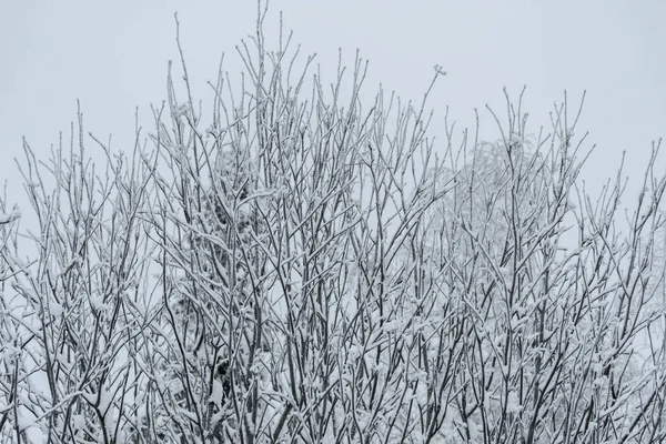 Лес покрыт обильным снегом в зимний сезон в Лапле — стоковое фото