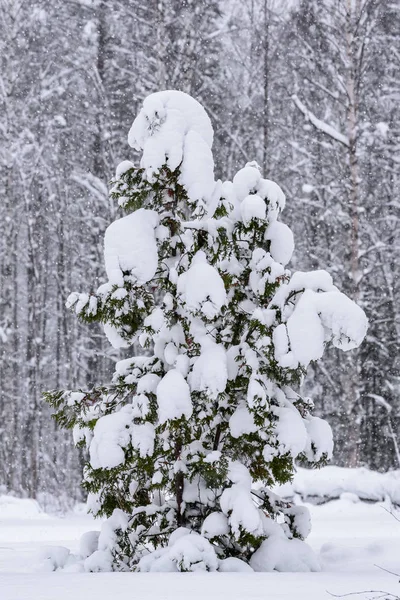 Drzewo pokryło się śniegiem w sezonie zimowym w Laponii — Zdjęcie stockowe