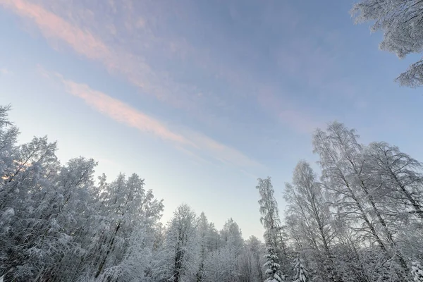 A floresta cobriu com neve pesada e céu azul claro na vitória — Fotografia de Stock