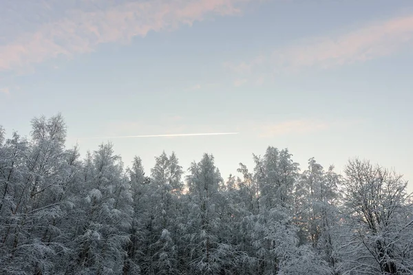 Las pokryty jest śniegiem i błękitnym niebem. — Zdjęcie stockowe