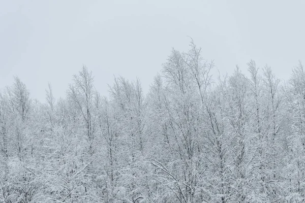 A floresta tem coberto com neve pesada e céu mau tempo em wi — Fotografia de Stock