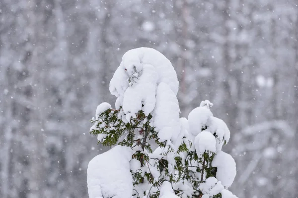 De boom is bedekt met zware sneeuw in het winterseizoen in Lapland — Stockfoto