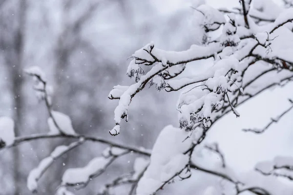 A árvore tem coberto com neve pesada na temporada de inverno na Lapônia — Fotografia de Stock