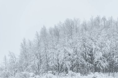 Orman yoğun kar ve kötü hava ile kaplıydı.