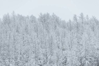 Orman yoğun kar ve kötü hava ile kaplıydı.