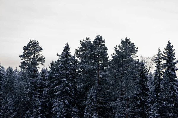 Orman ağır kar ve açık mavi gökyüzü ile kaplandı.