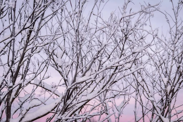 Ağacın dalı yoğun kar ve gün batımı saatleriyle kaplandı. — Stok fotoğraf