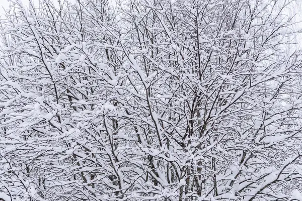 В зимний сезон дерево покрыто обильным снегом в Лапландии — стоковое фото