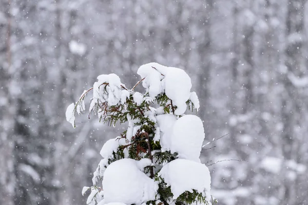 De boom is bedekt met zware sneeuw in het winterseizoen in Lapland — Stockfoto