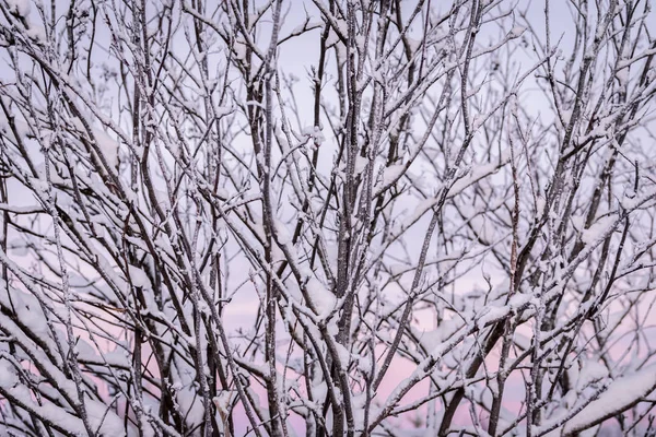 La branche de l'arbre a recouvert de neige épaisse et le coucher du soleil i — Photo