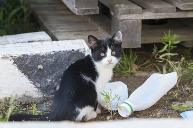 Bahçe de sevimli siyah ve beyaz kedi