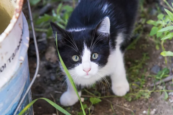 Niedliches schwarz-weißes Kätzchen im Garten — Stockfoto