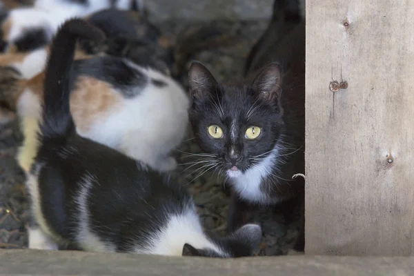 Neugierige süße schwarze Katze mit Kätzchen — Stockfoto