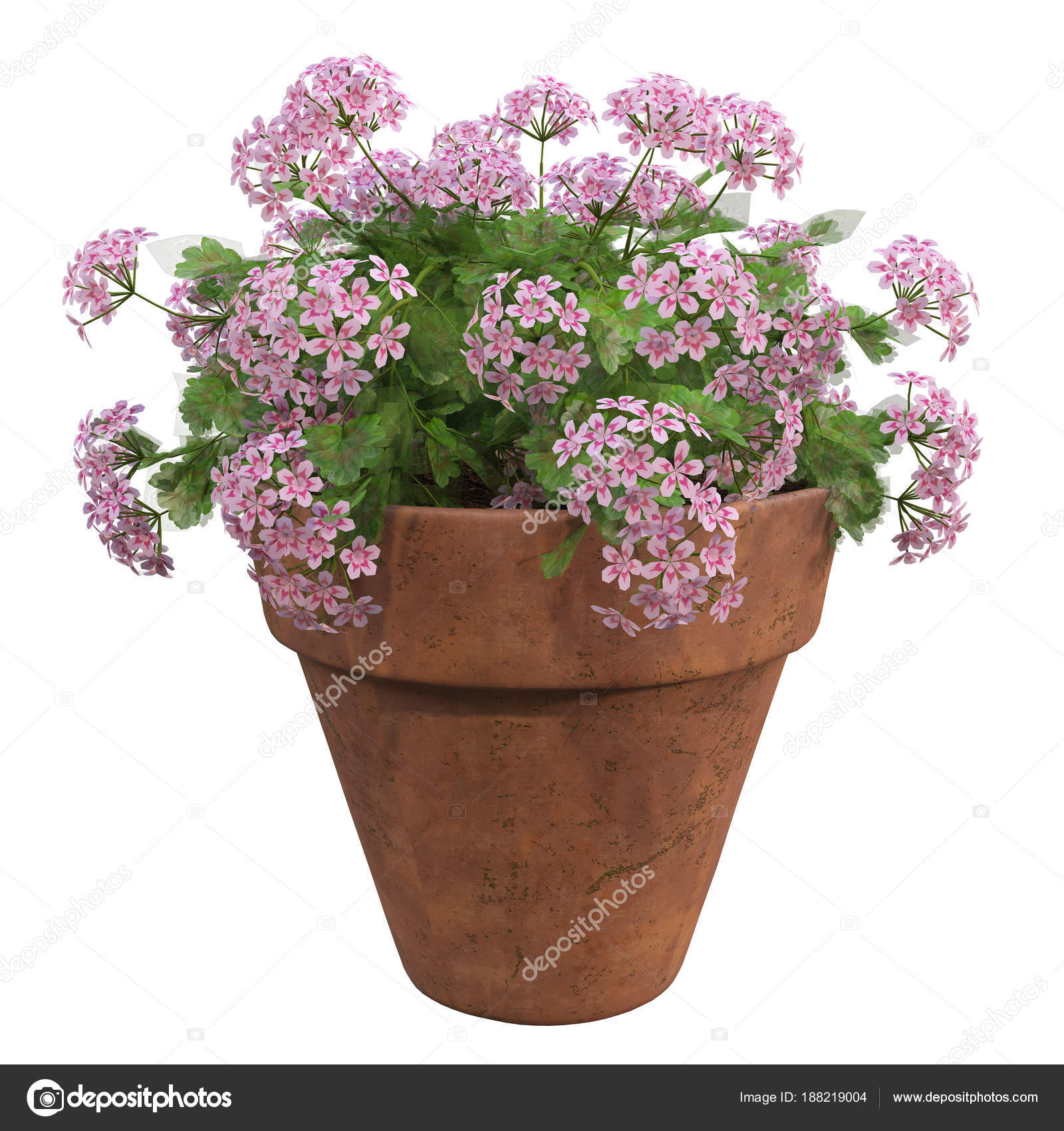 Fotos de Flores en macetas - Imagen de © AgneshUladar #188219004