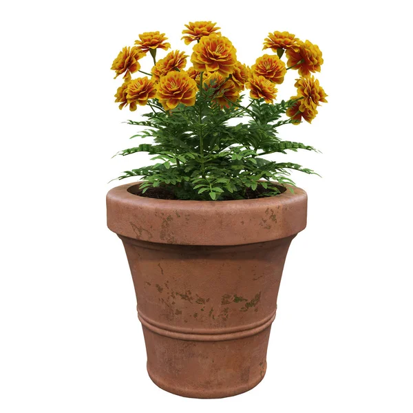 Bloemen in potten — Stockfoto
